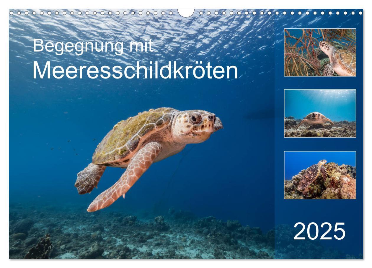 Cover: 9783435204496 | Begegnung mit Meeresschildkröten (Wandkalender 2025 DIN A3 quer),...