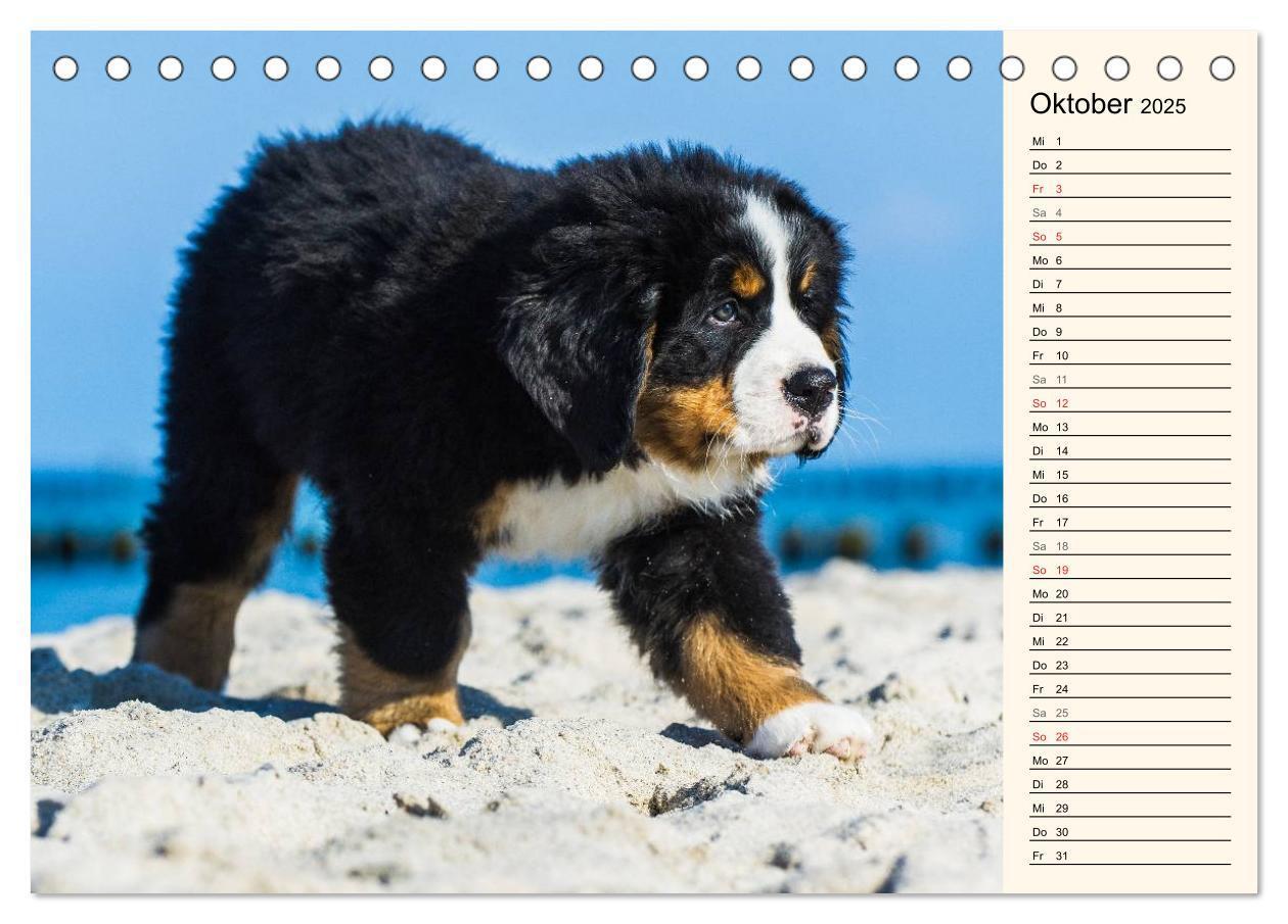 Bild: 9783435476923 | Seebärchen entdecken die Welt - Berner Sennenhunde (Tischkalender...