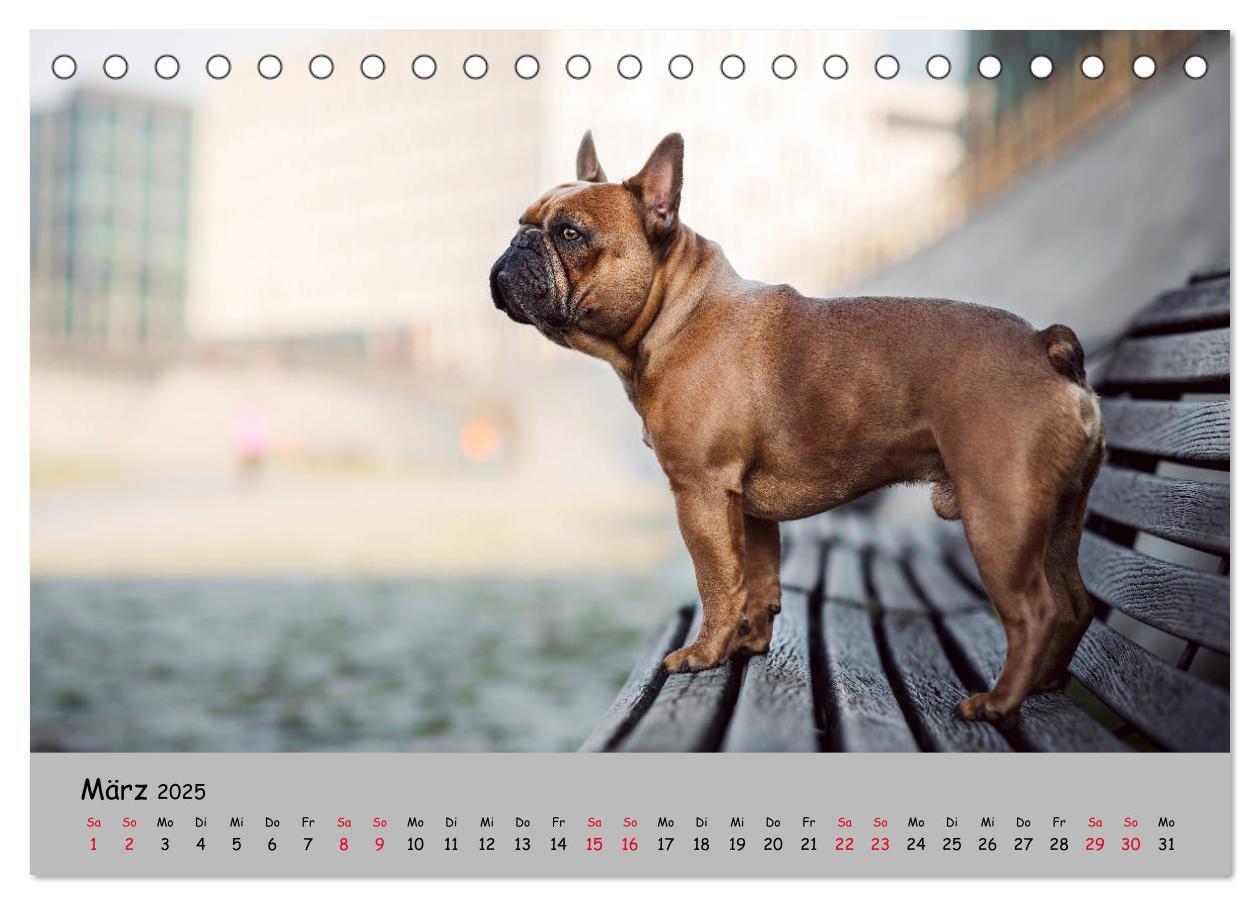 Bild: 9783435221387 | Französische Bulldogge - Clowns auf vier Pfoten (Tischkalender 2025...