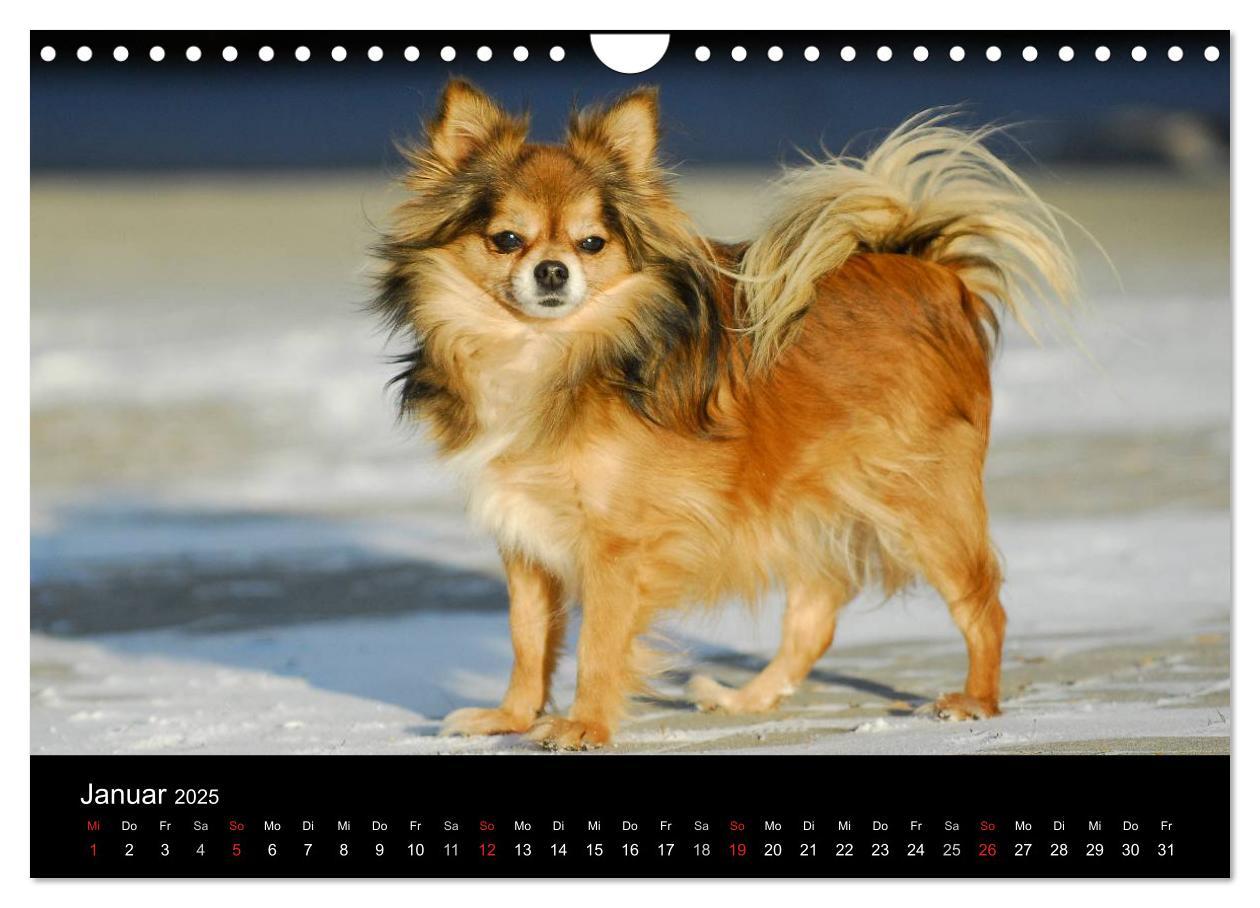 Bild: 9783435767113 | Chihuahua - Kleine Hunde ganz groß (Wandkalender 2025 DIN A4 quer),...