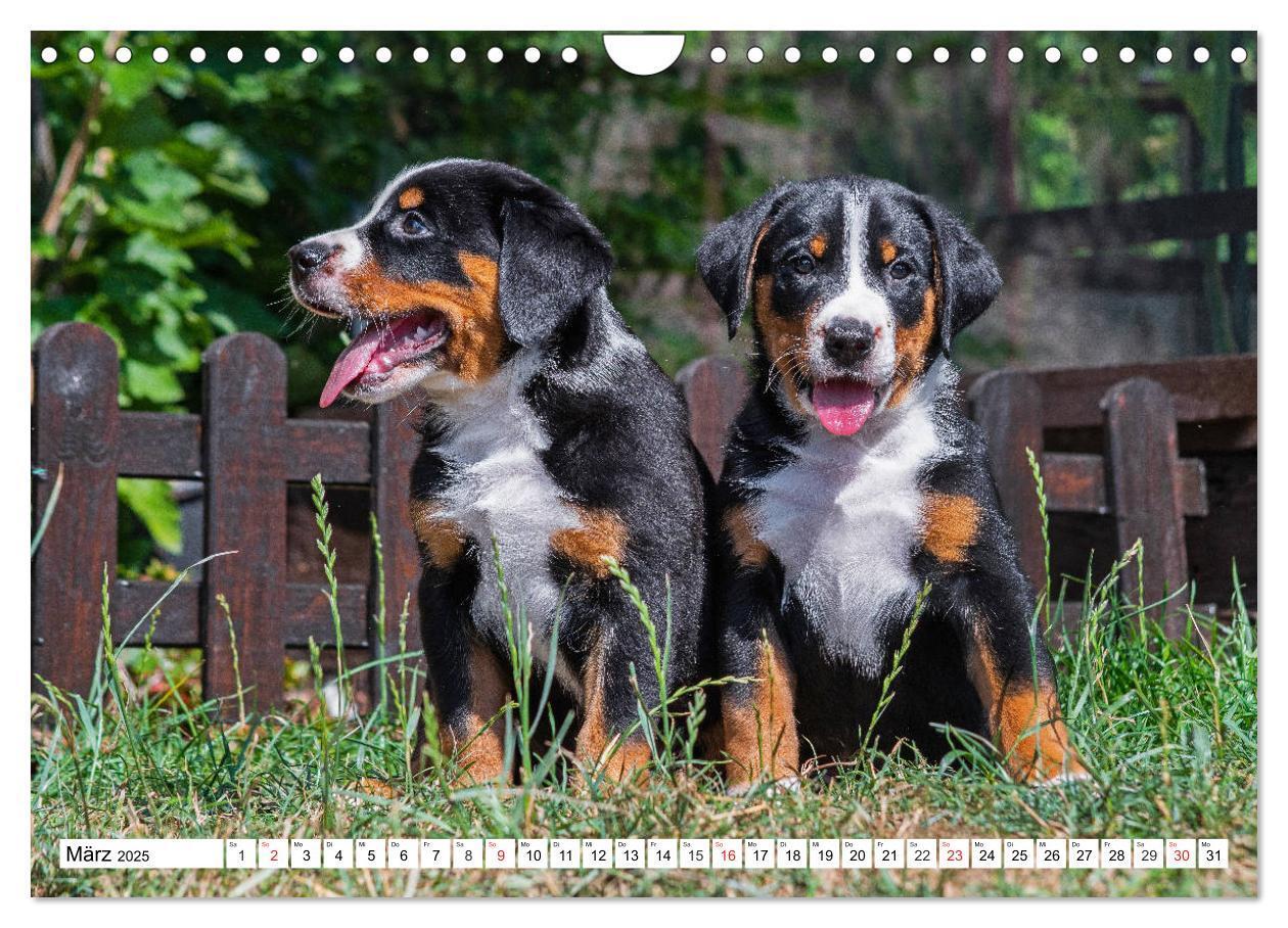 Bild: 9783435112890 | Appenzeller Sennenhund - Ein Schweizer auf 4 Pfoten (Wandkalender...