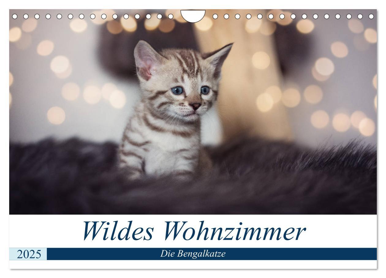 Cover: 9783435178889 | Wildes Wohnzimmer - Die Bengalkatze (Wandkalender 2025 DIN A4...