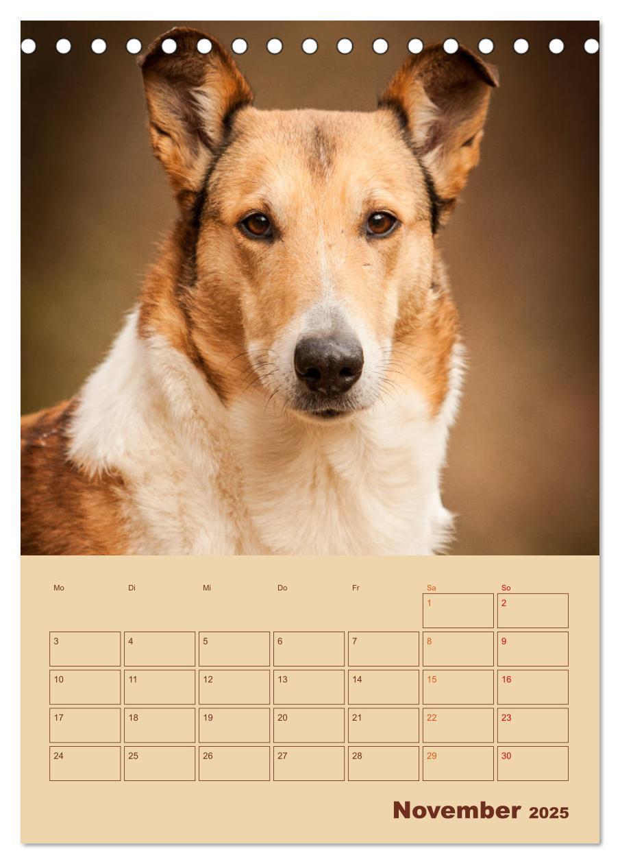 Bild: 9783457051276 | Kurzhaarcollies (Tischkalender 2025 DIN A5 hoch), CALVENDO...