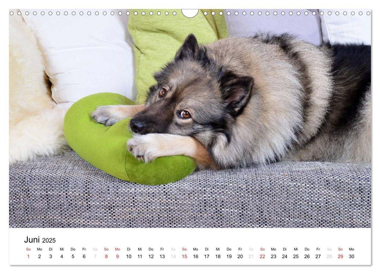 Bild: 9783435804962 | Der Wolfsspitz (Wandkalender 2025 DIN A3 quer), CALVENDO...