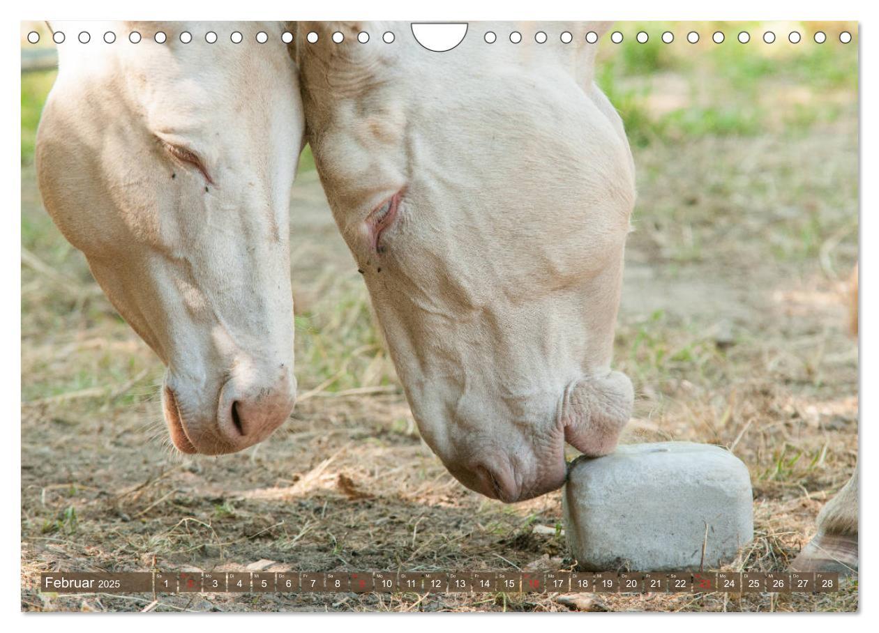 Bild: 9783435180981 | Lichtbringer - Österreichisch-Ungarische Barockesel (Wandkalender...