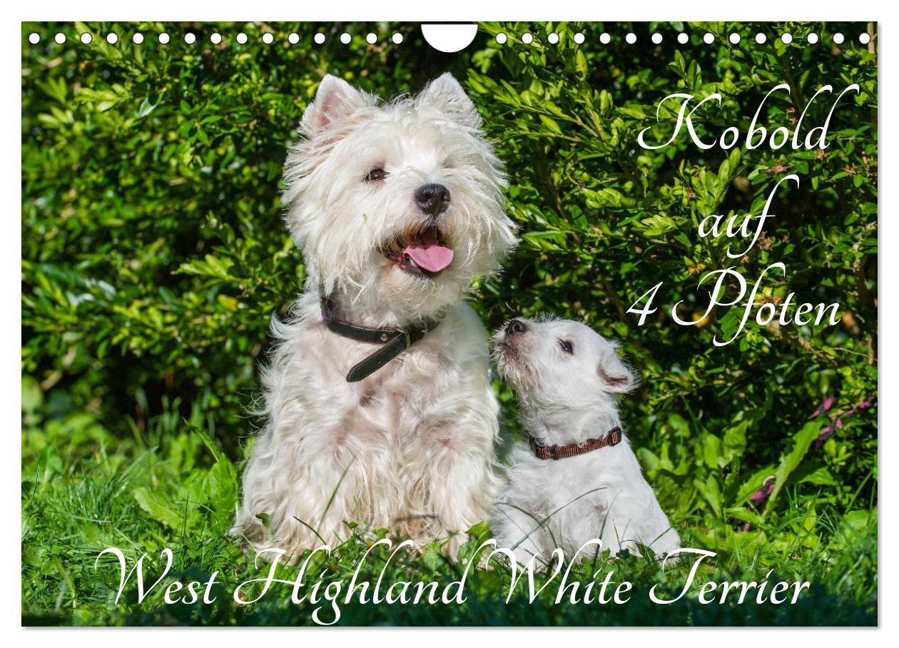 Cover: 9783435463060 | Kobold auf 4 Pfoten - West Highland White Terrier (Wandkalender...