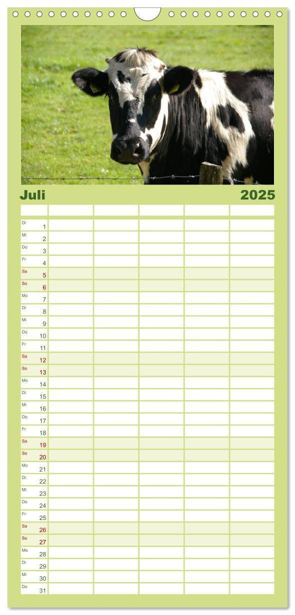 Bild: 9783457126547 | Familienplaner 2025 - Kühe mit 5 Spalten (Wandkalender, 21 x 45 cm)...