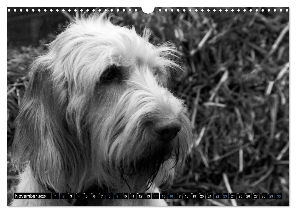 Bild: 9783435629510 | Carissimo Spinone Italiano (Wandkalender 2025 DIN A3 quer),...