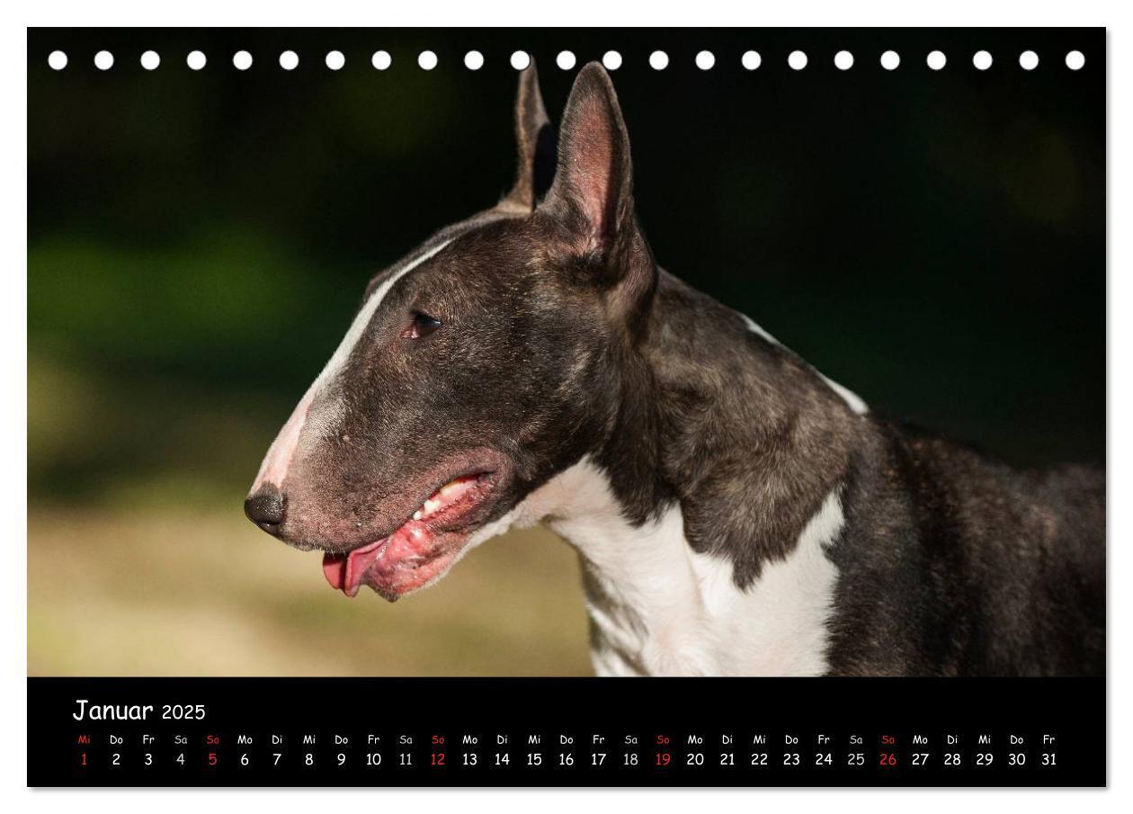 Bild: 9783435767694 | Bullterrier (Tischkalender 2025 DIN A5 quer), CALVENDO Monatskalender