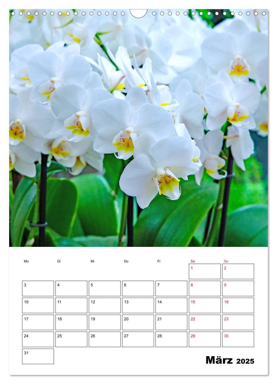 Bild: 9783435977499 | Orchideen - Tropische Schönheiten (Wandkalender 2025 DIN A3 hoch),...