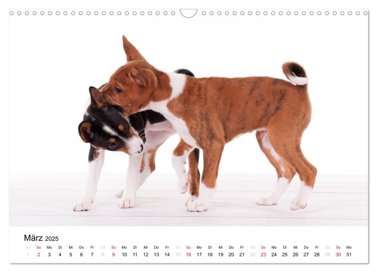 Bild: 9783435464982 | Allerliebste Basenji Welpen 2025 (Wandkalender 2025 DIN A3 quer),...