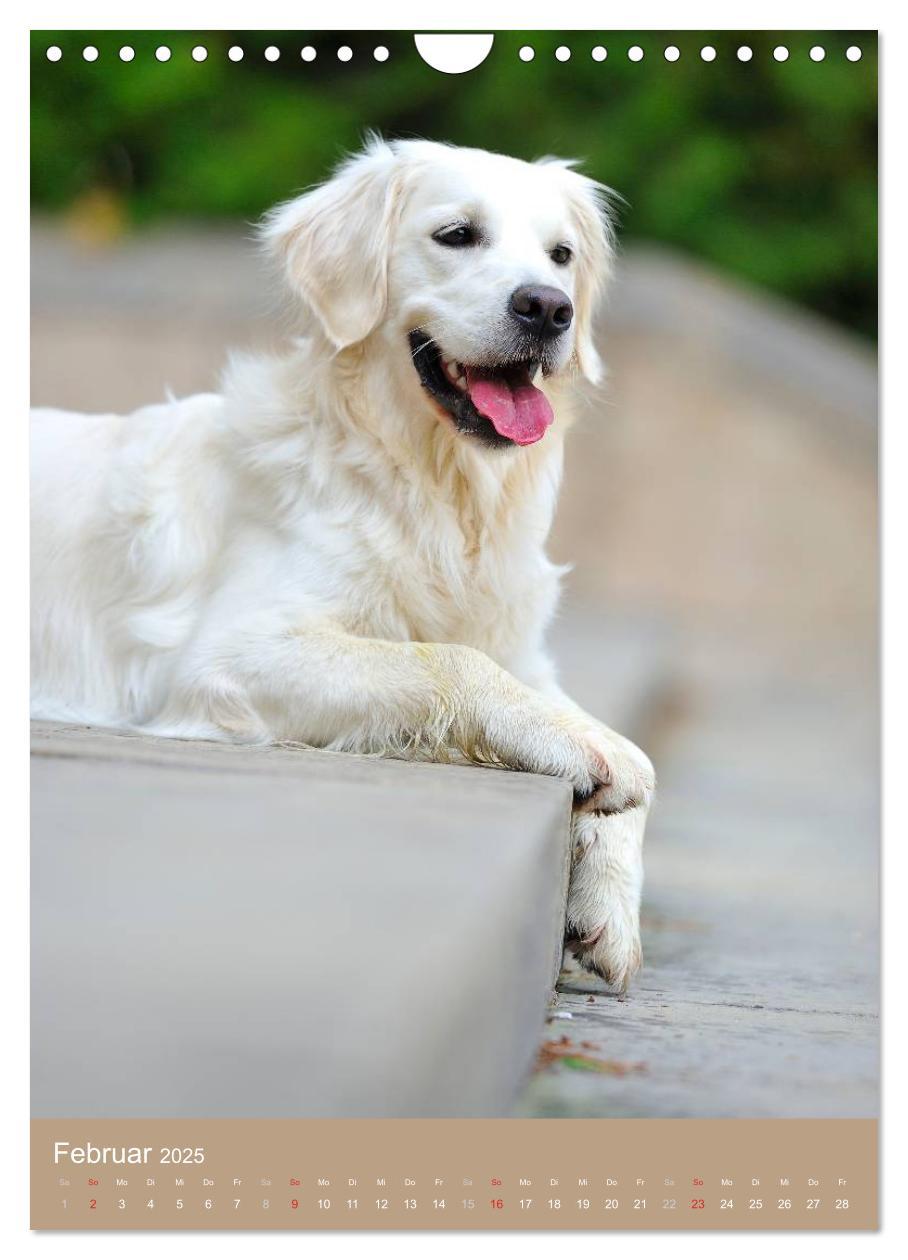 Bild: 9783457065129 | Golden Retriever (Wandkalender 2025 DIN A4 hoch), CALVENDO...