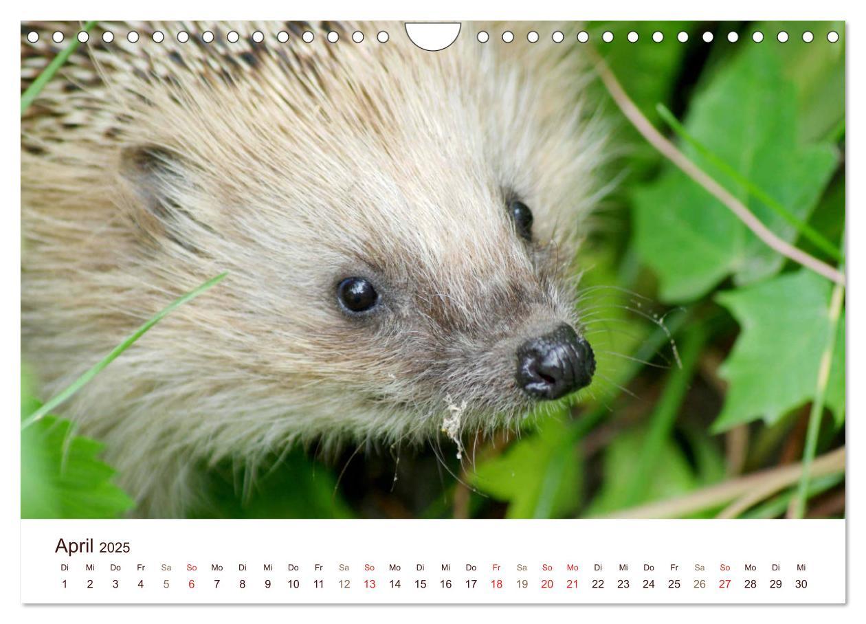 Bild: 9783435473052 | Igel 2025. Tierische Impressionen (Wandkalender 2025 DIN A4 quer),...