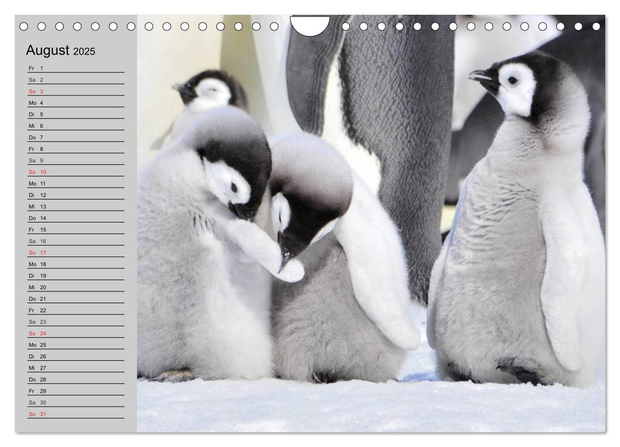 Bild: 9783435550708 | Pinguine - Watscheln im festlichen Kleid (Wandkalender 2025 DIN A4...