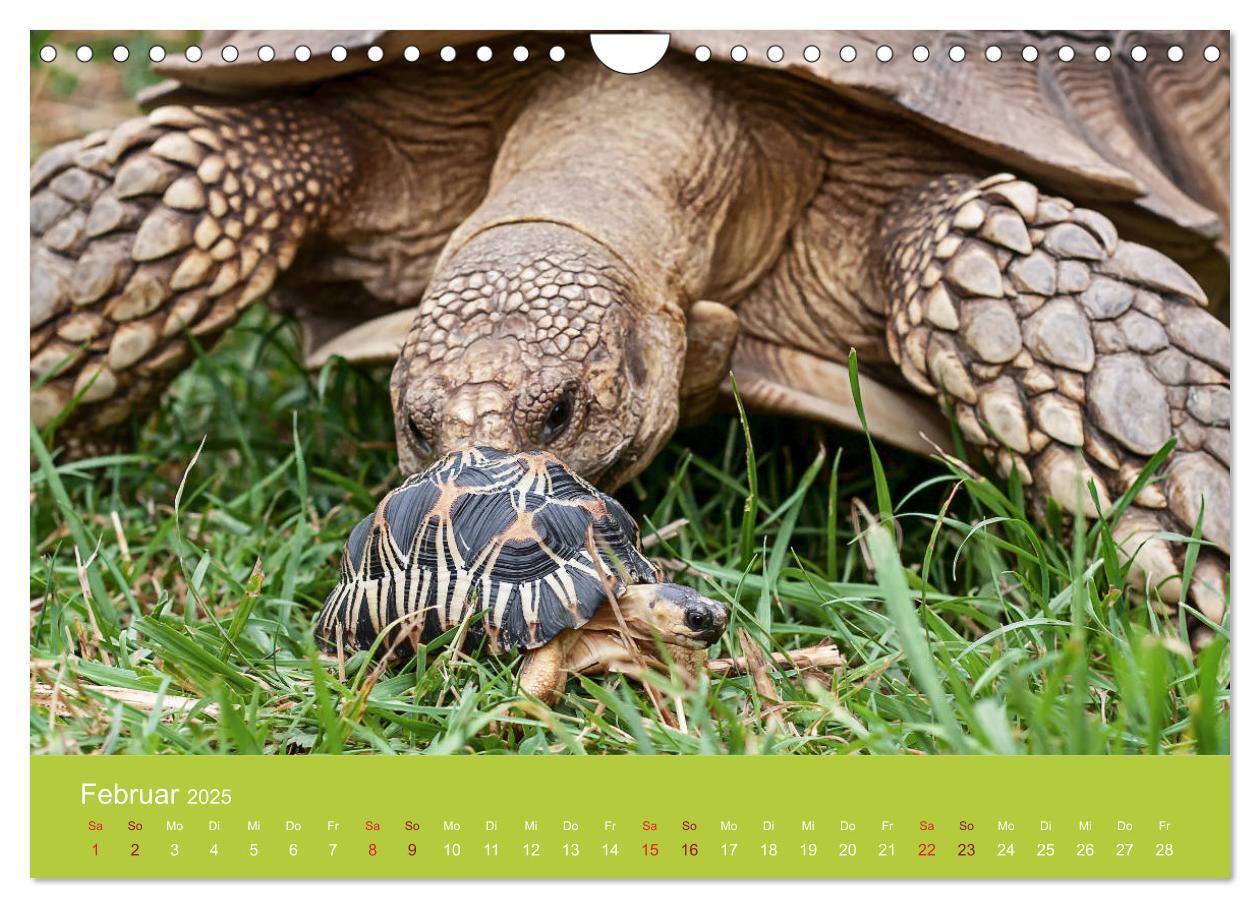 Bild: 9783435315895 | Meine Schildkröten (Wandkalender 2025 DIN A4 quer), CALVENDO...