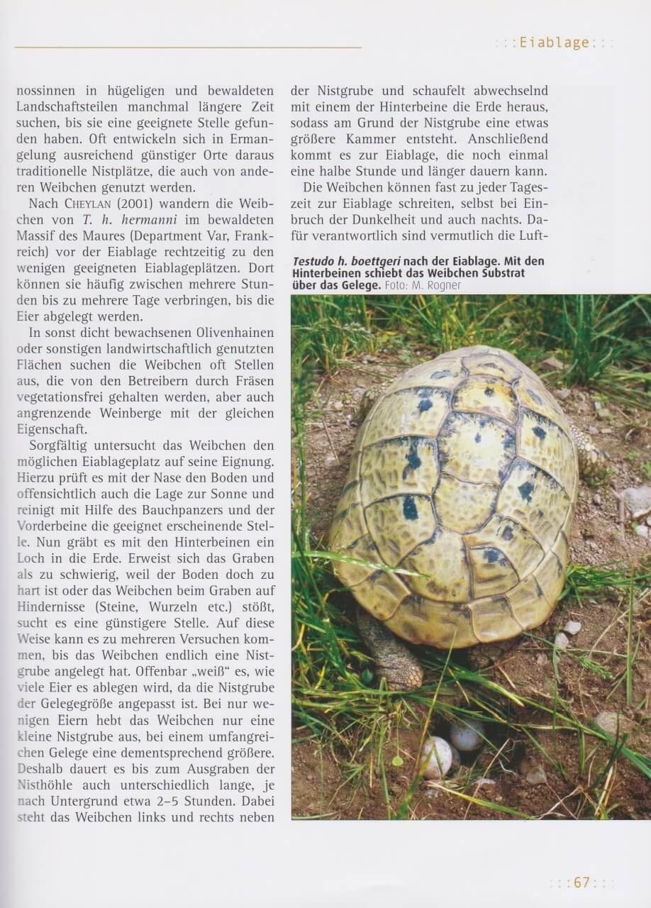 Bild: 9783937285443 | Griechische Landschildkröten | Manfred Rogner | Taschenbuch | 168 S.