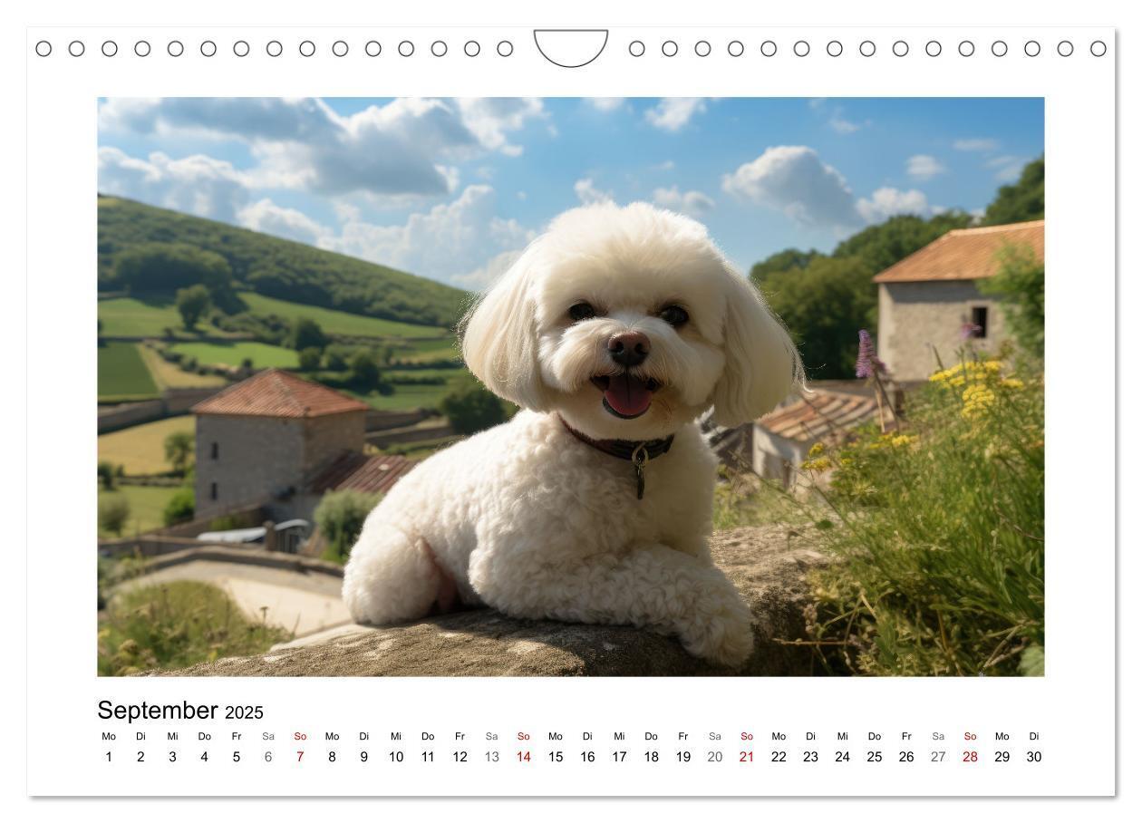 Bild: 9783383837968 | Bichon frisé, weiße Hündchen mit lockigem Haar (Wandkalender 2025...