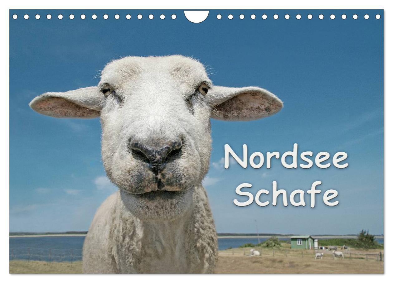 Cover: 9783675476011 | Nordsee Schafe (Wandkalender 2024 DIN A4 quer), CALVENDO...
