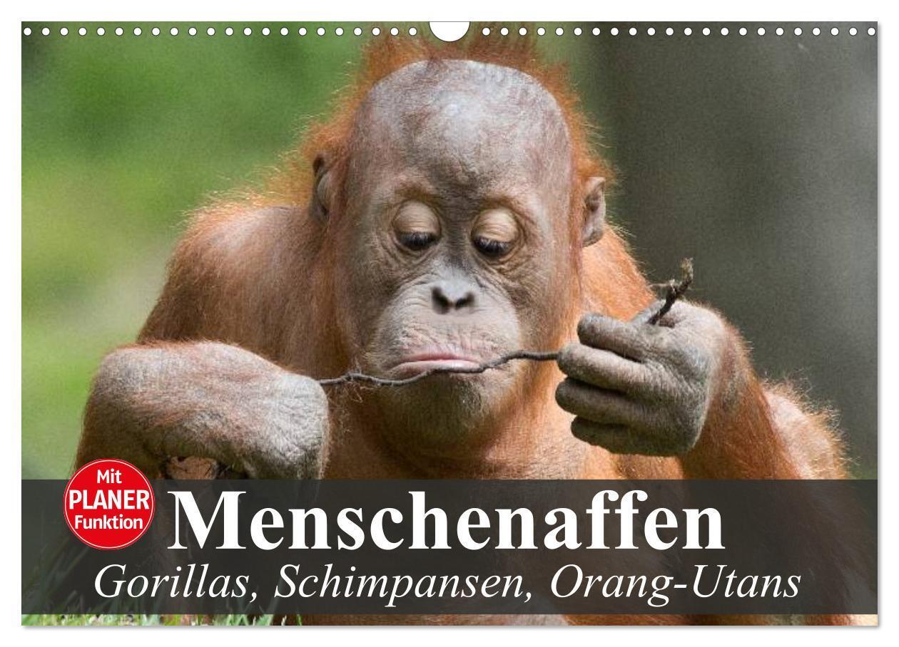 Cover: 9783675762794 | Menschenaffen. Gorillas, Schimpansen, Orang-Utans (Wandkalender...