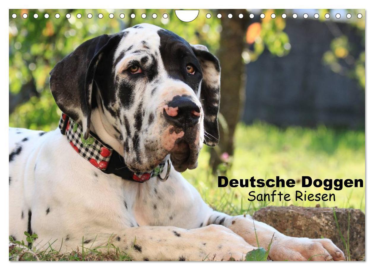 Cover: 9783435492305 | Deutsche Doggen - Sanfte Riesen (Wandkalender 2025 DIN A4 quer),...