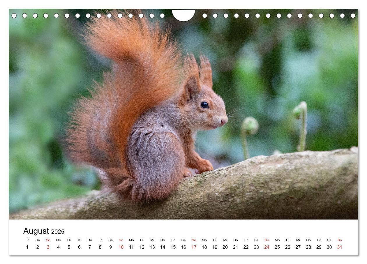 Bild: 9783435584390 | Eichhörnchen - Kleine Kobolde im Roten Pelz (Wandkalender 2025 DIN...