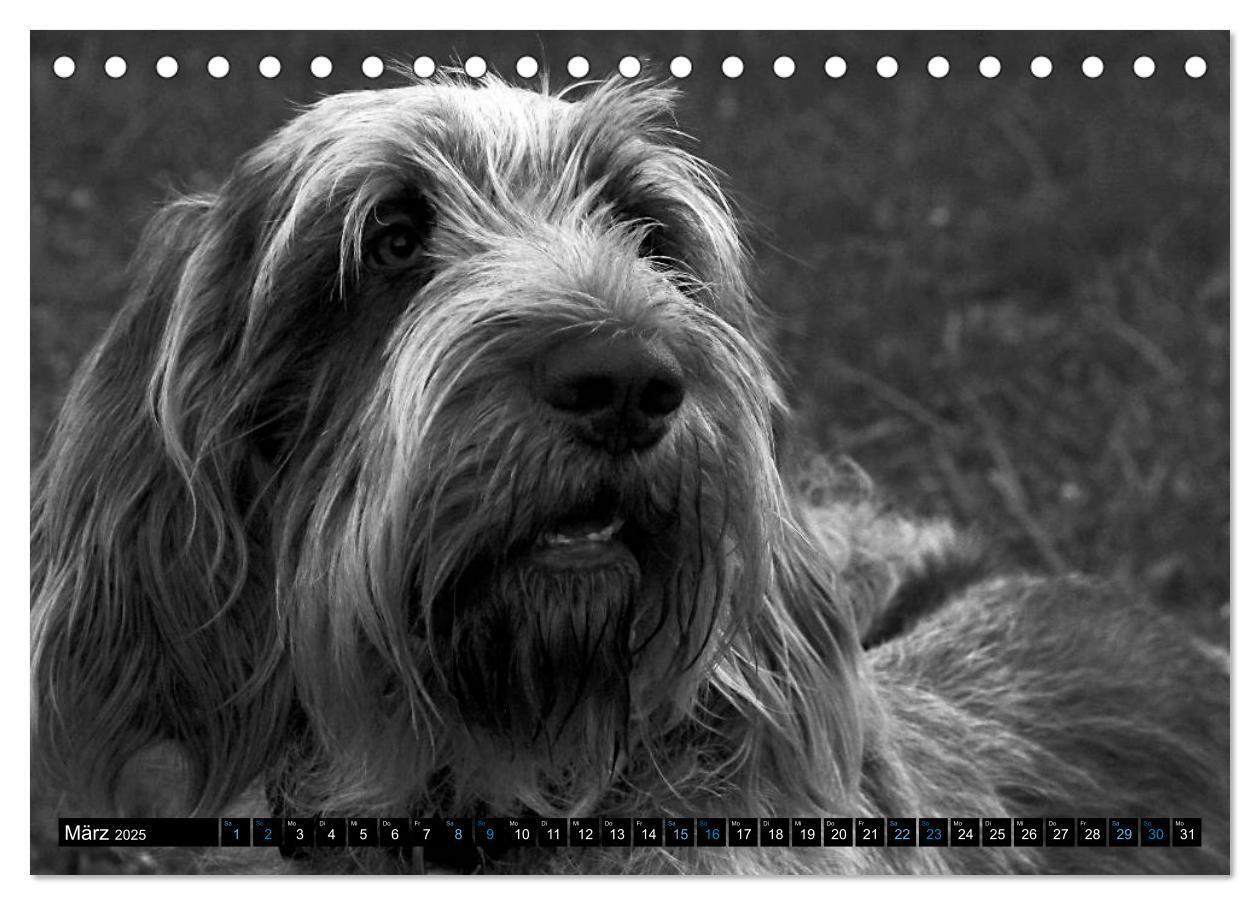 Bild: 9783435628575 | Carissimo Spinone Italiano (Tischkalender 2025 DIN A5 quer),...