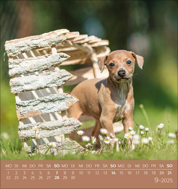 Bild: 9783731876717 | Hunde 2025 | aufstellbarer Postkartenkalender | Verlag Korsch | 13 S.