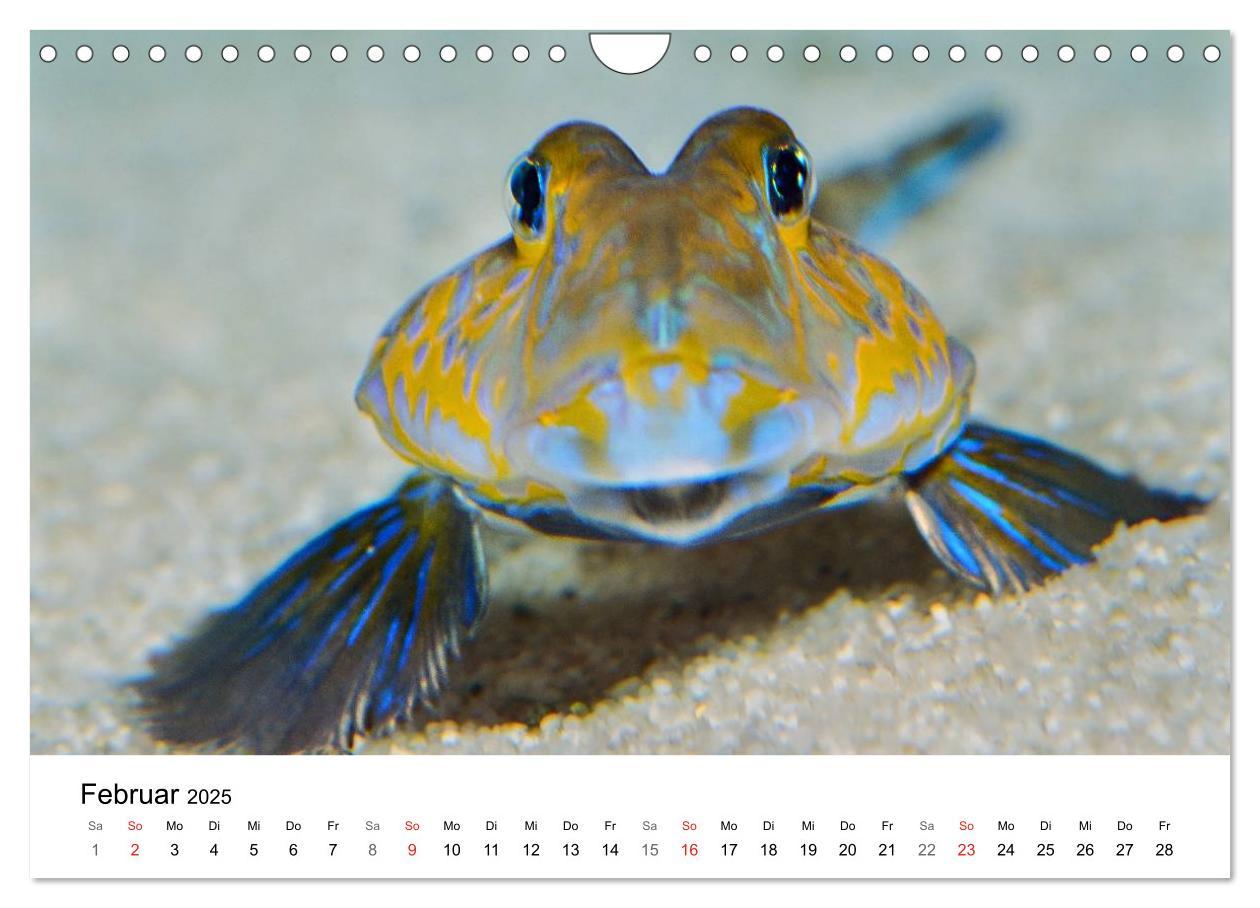 Bild: 9783435794362 | Fischzauber - Wundervolle Aquarienfische (Wandkalender 2025 DIN A4...