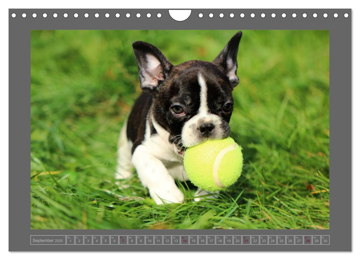 Bild: 9783435840908 | Französische Bulldoggen (Wandkalender 2025 DIN A4 quer), CALVENDO...