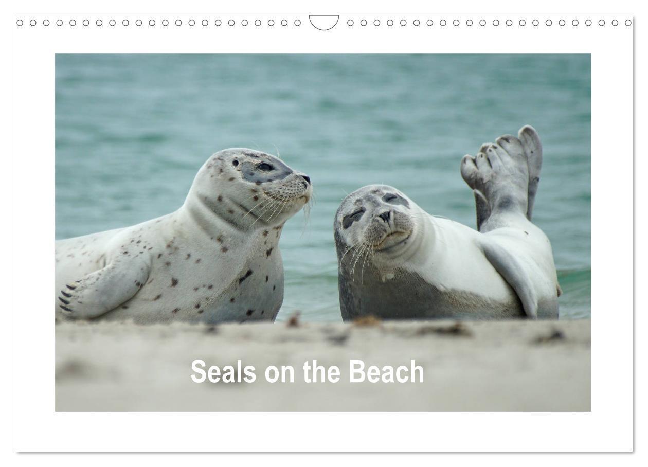 Cover: 9781325938506 | Seals on the Beach (Wall Calendar 2025 DIN A3 landscape), CALVENDO...