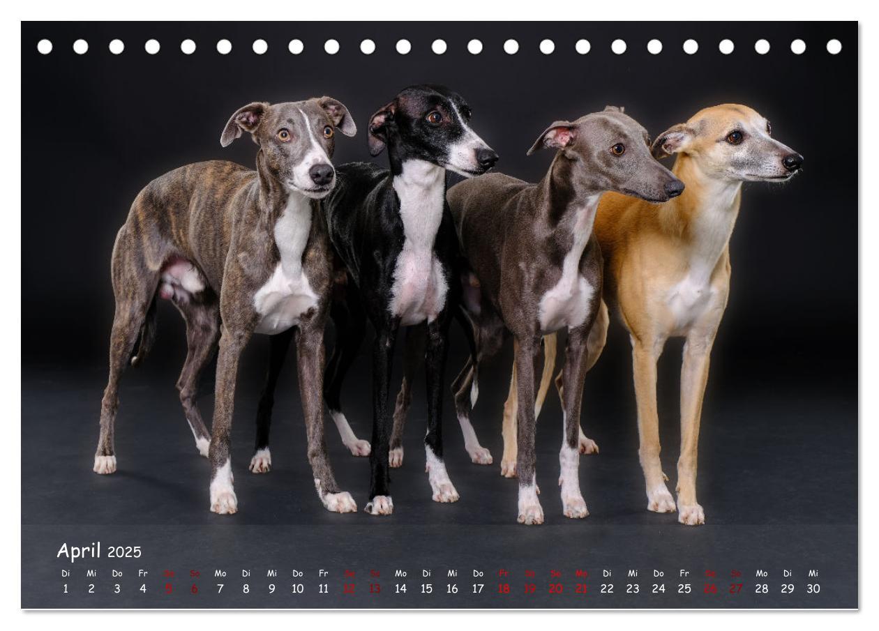 Bild: 9783383890536 | Whippets - Seelenhunde fürs Leben (Tischkalender 2025 DIN A5 quer),...