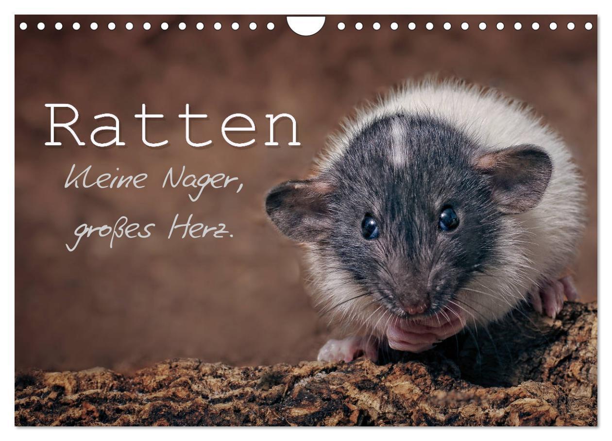Cover: 9783383121258 | Ratten. Kleine Nager, großes Herz. (Wandkalender 2024 DIN A4 quer),...