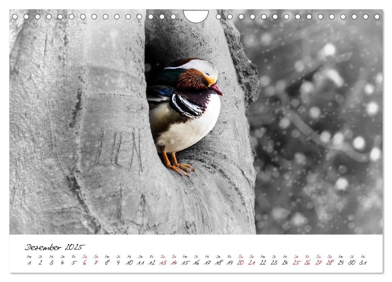 Bild: 9783435365418 | Abenteuer einer Mandarinente (Wandkalender 2025 DIN A4 quer),...