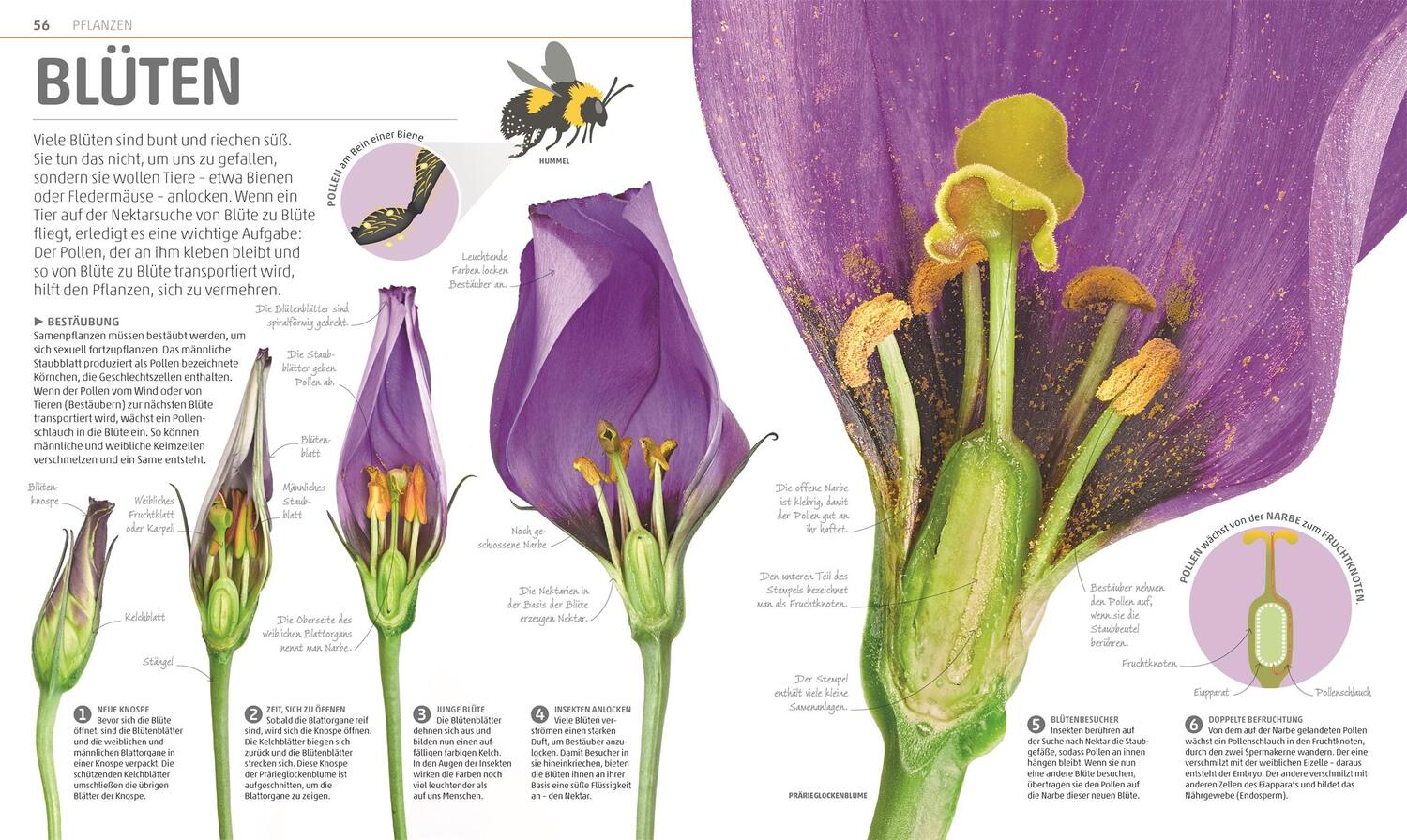 Bild: 9783831035557 | MegaWissen Natur | Buch | Mega-Wissen | mit Stanzung | 360 S. | 2018