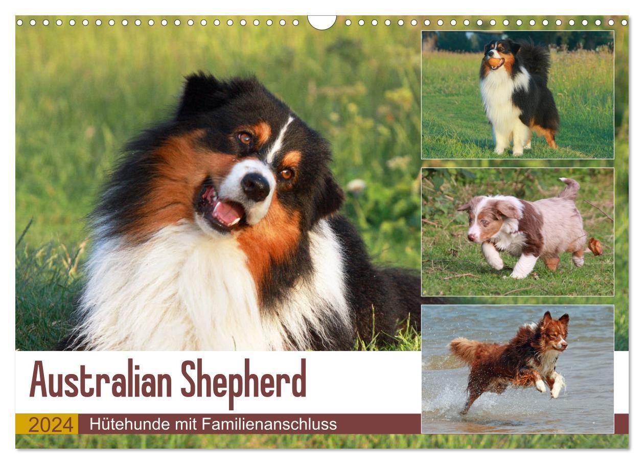 Cover: 9783383586125 | Australian Shepherd - Hütehunde mit Familienanschluss (Wandkalender...