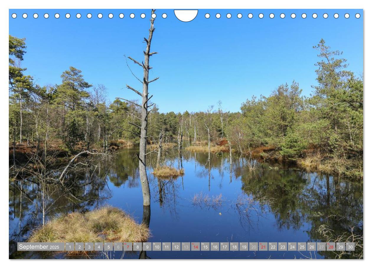 Bild: 9783435465200 | Pietzmoor - ein Hochmoor in der Lüneburger Heide (Wandkalender 2025...