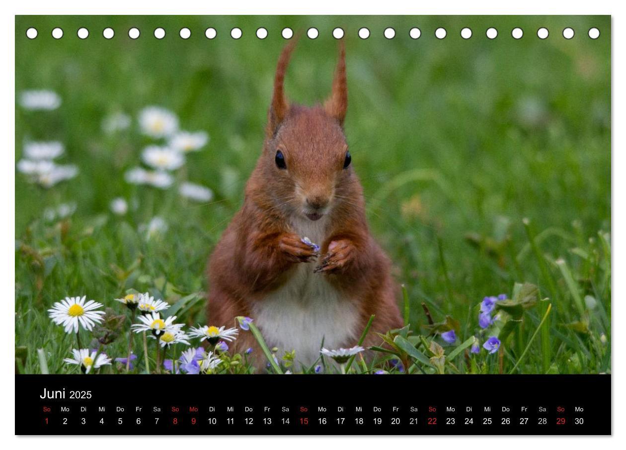 Bild: 9783435669271 | Mit dem Eichhörnchen durchs Jahr (Tischkalender 2025 DIN A5 quer),...