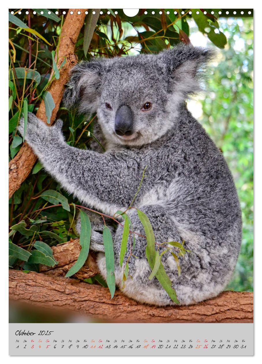 Bild: 9783435950249 | Koala, kleiner Bär (Wandkalender 2025 DIN A3 hoch), CALVENDO...