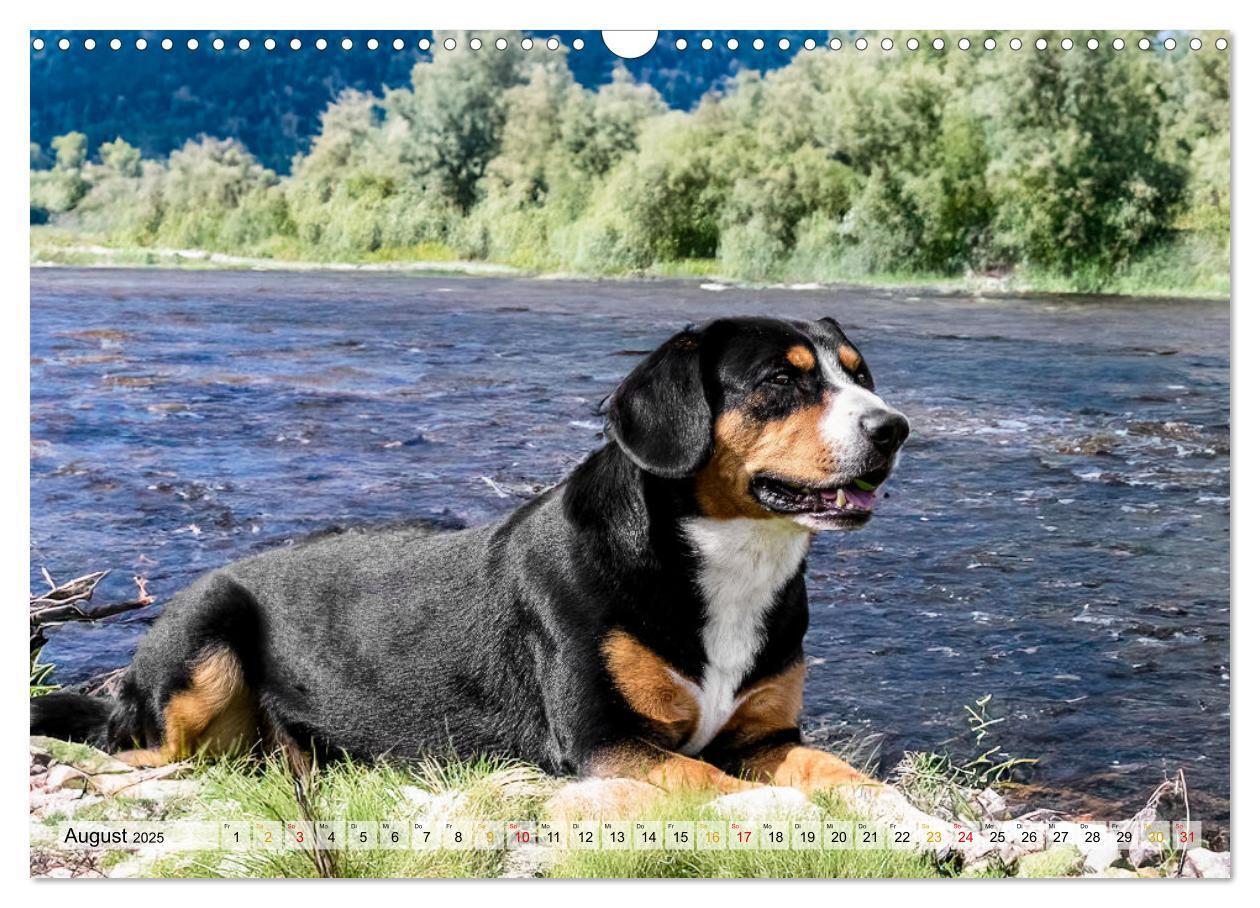 Bild: 9783457198964 | Entlebucher - Temperamentvolle Schweizer Sennenhunde (Wandkalender...