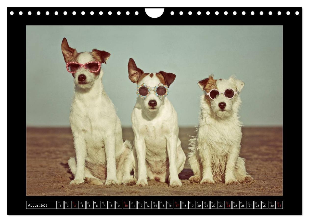 Bild: 9783435758555 | Parson Russell Terrier (Wandkalender 2025 DIN A4 quer), CALVENDO...