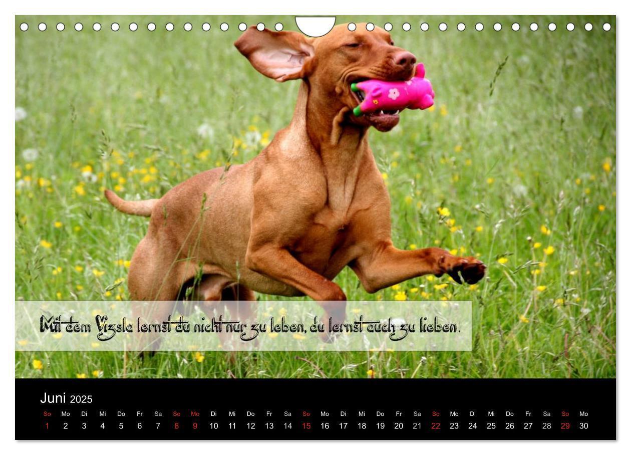 Bild: 9783435518968 | Magyar Vizsla - Zauberhafte Kobolde (Wandkalender 2025 DIN A4...