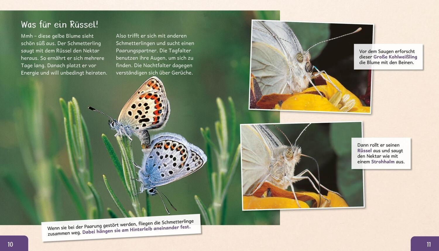 Bild: 9783480236206 | Meine große Tierbibliothek: Der Schmetterling | Valérie Tracqui | Buch