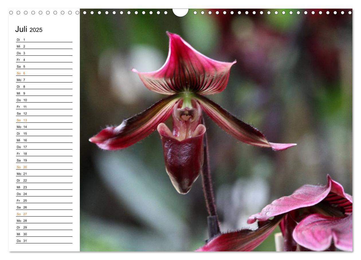 Bild: 9783435532780 | Prachtvolle Orchideen (Wandkalender 2025 DIN A3 quer), CALVENDO...