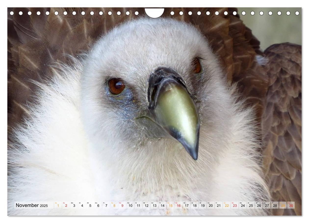 Bild: 9783435560110 | Majestätische Greifvögel (Wandkalender 2025 DIN A4 quer), CALVENDO...