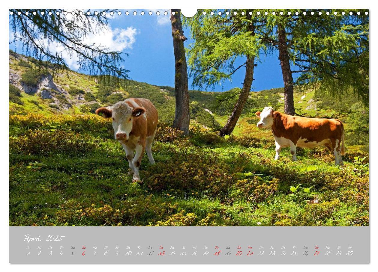 Bild: 9783435536078 | Friedliche Kühe (Wandkalender 2025 DIN A3 quer), CALVENDO...