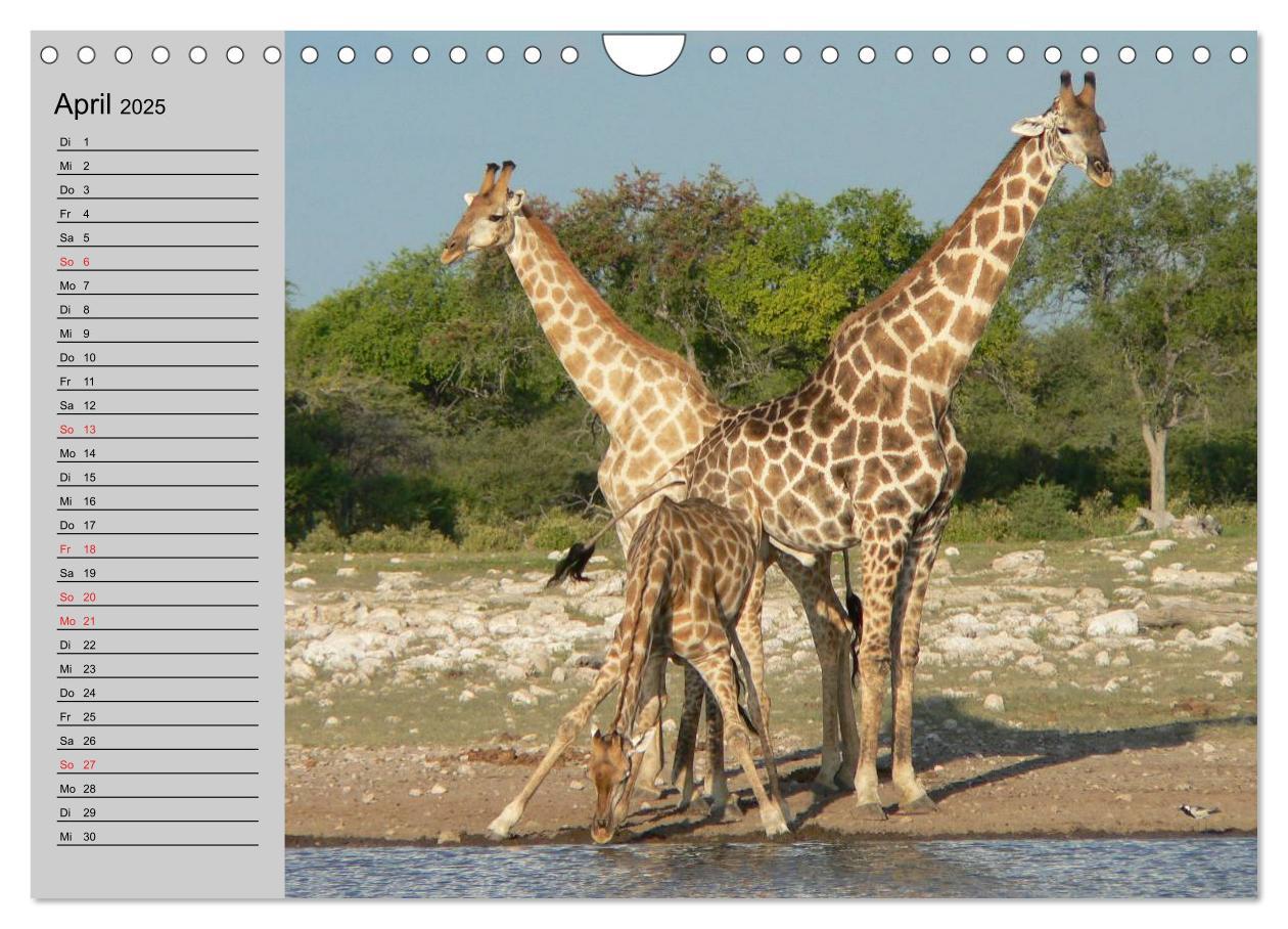 Bild: 9783435535330 | Giraffen. Dem Himmel so nah (Wandkalender 2025 DIN A4 quer),...