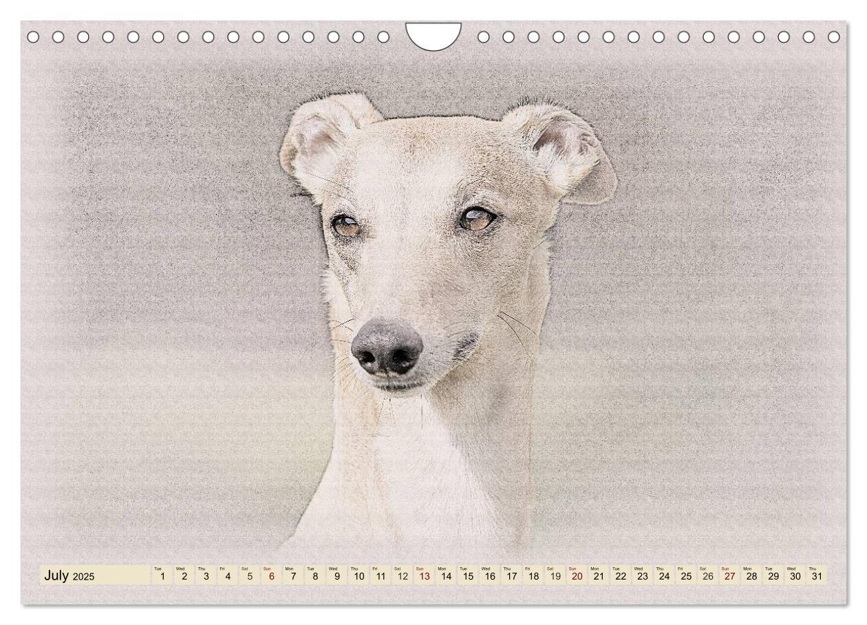 Bild: 9781325992690 | Whippets 2025 (Wall Calendar 2025 DIN A4 landscape), CALVENDO 12...