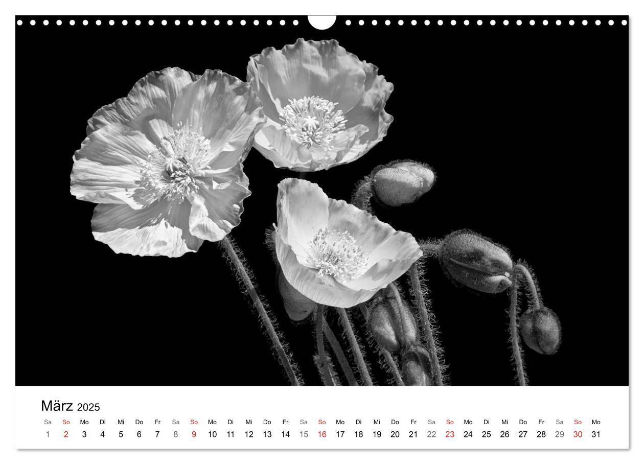 Bild: 9783435642892 | Blumen 2025, Schwarz-Weiß (Wandkalender 2025 DIN A3 quer), CALVENDO...