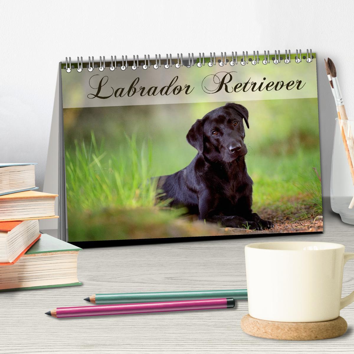 Bild: 9783435723805 | Labrador Retriever (Tischkalender 2025 DIN A5 quer), CALVENDO...