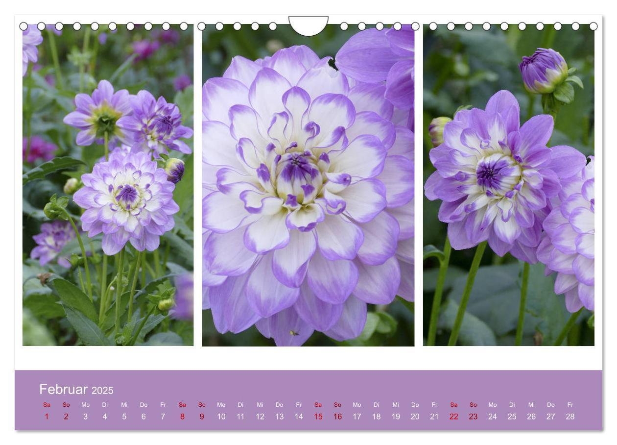 Bild: 9783435376674 | Dahlien-Triplets (Wandkalender 2025 DIN A4 quer), CALVENDO...